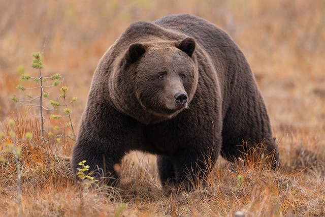 European brown bear in Finland.