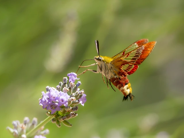 Broad-borded bee hawk moth in the Lot Valley, France.