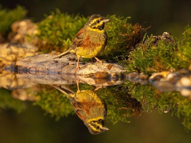 Cirl bunting in Lot Valley, France