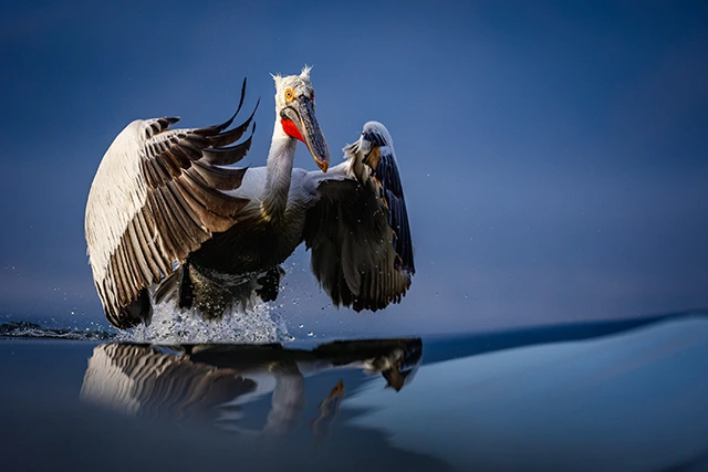 Dalmatian pelican in Lake Kerkini, Greece.