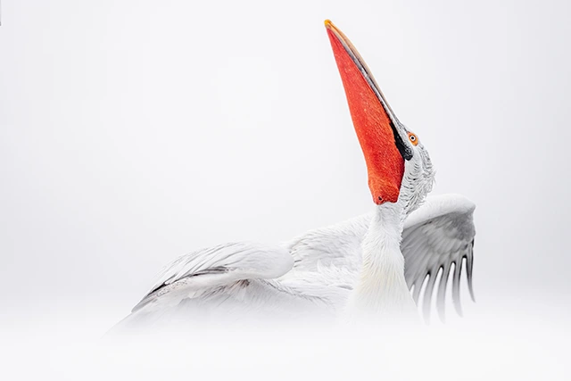 Dalmatian pelican in Lake Kerkini, Greece.