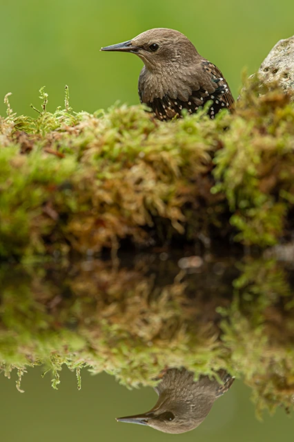 Juvenile starling in Hampshire.