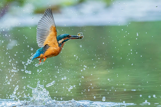 Kingfisher in flight in Hampshire.