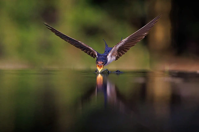 Barn swallow in Hungary.