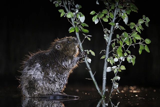 Eurasian beaver in Hungary.