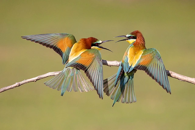 European bee-eaters in Hungary.