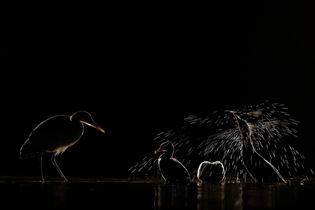 Grey heron & cormorant in Hungary.