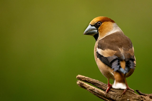 Hawfinch in the Netherlands.