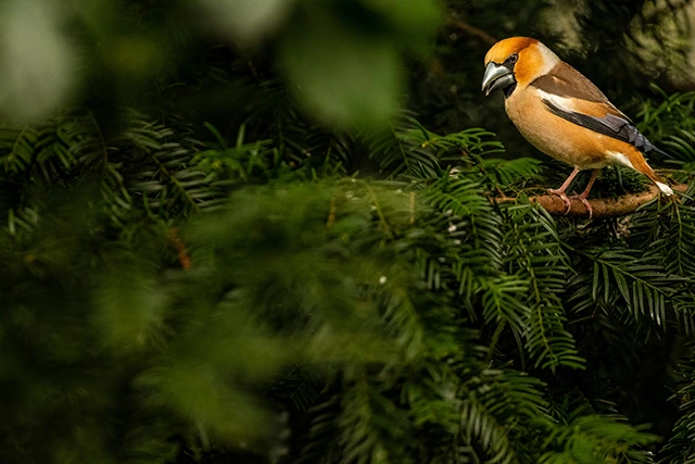 Hawfinch in the Netherlands.