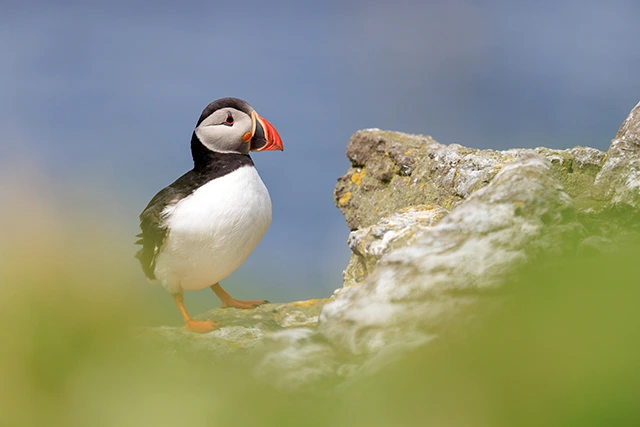 Atlantic puffin in the Treshnish Isles, Scotland.