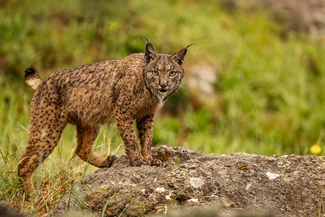 Iberian lynx in Spain
