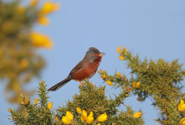 Dartford warbler on gorse
