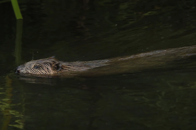 Beaver in Devon.