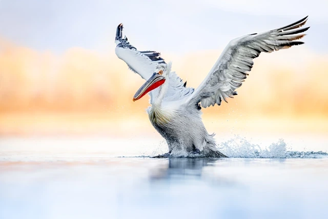 Dalmatian pelican in Lake Kerkini, Greece.