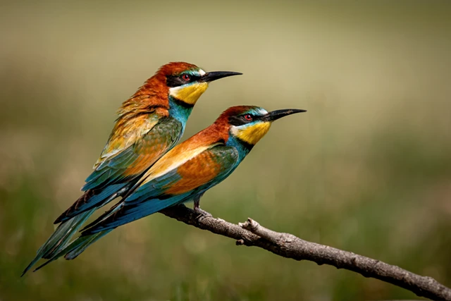 European bee-eater in Lake Kerkini, Greece.