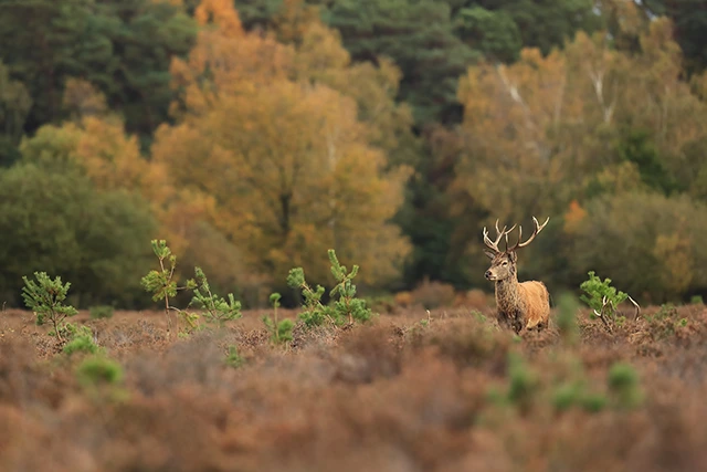 Red deer in the New Forest, UK.