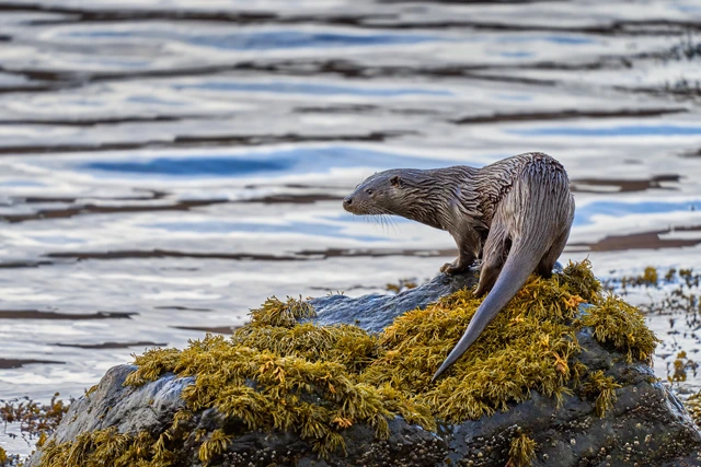 Otter on the Isle of Mull in Scotland