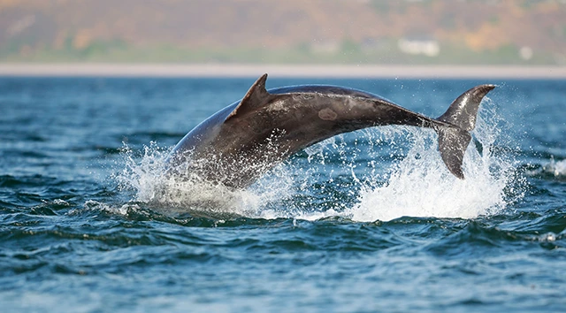 Bottlenose dolphin in Moray Firth, Scotland