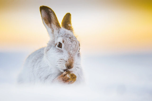 Mountain hare in the Cairngorms National Park, Scotland.