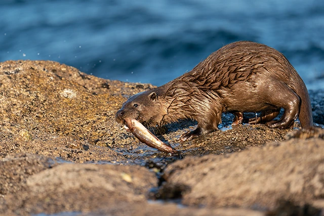 Otter kit fishing in Scotland