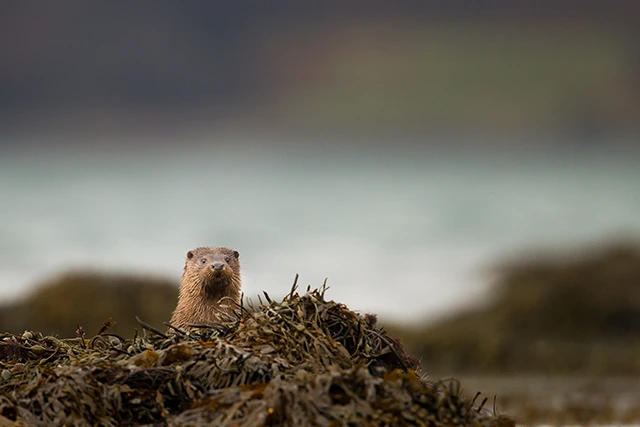 Otter on the Scottish coastline