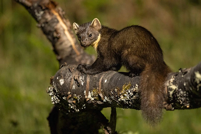 Pine marten in the Scottish Highlands