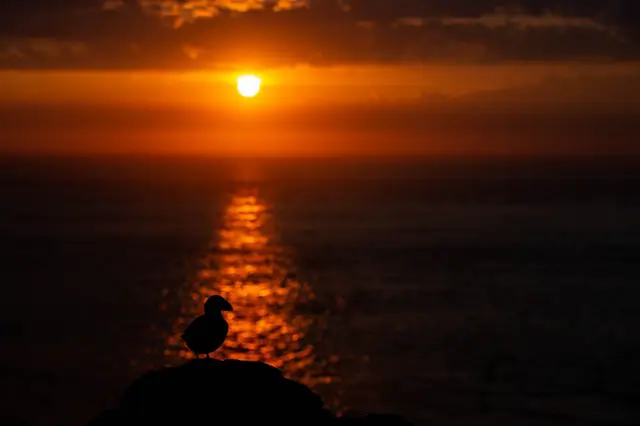 Silhouette of an Atlantic puffin at sunset in Skomer Island, Wales.