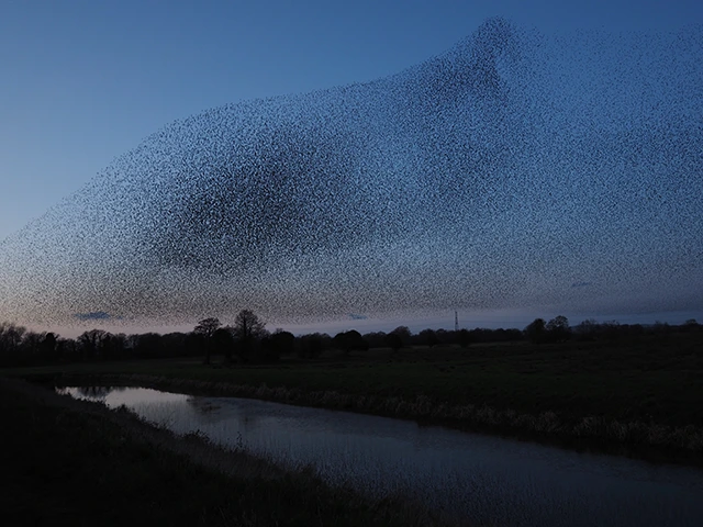 Starling murmuration in Somerset