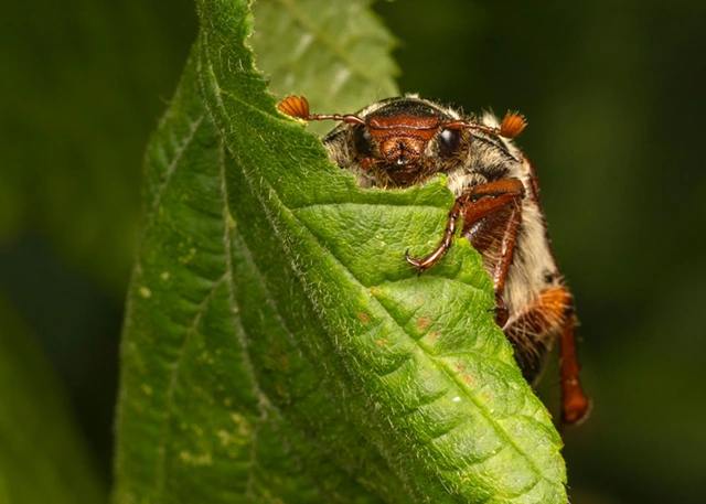 Cockchafer in Sheepleas, Surrey.