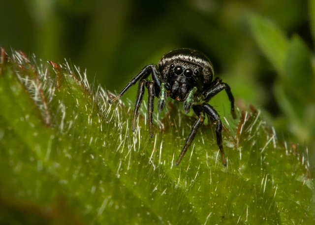 Zebra jumping spider in Sheepleas, Surrey.