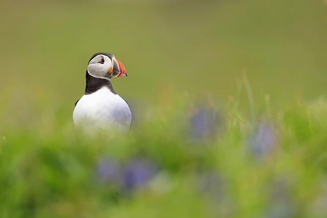 Atlantic puffin in the Treshnish Isles, Scotland.