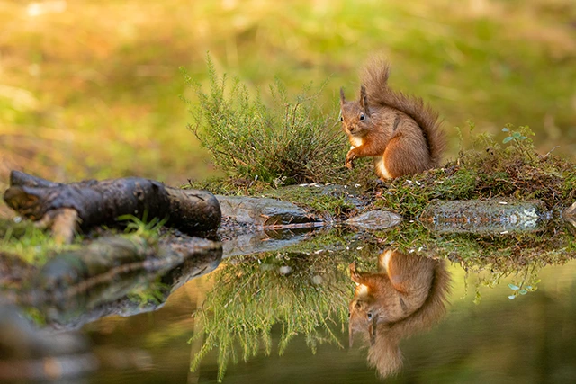 Red squirrel in the Yorkshire Dales National Park, UK.
