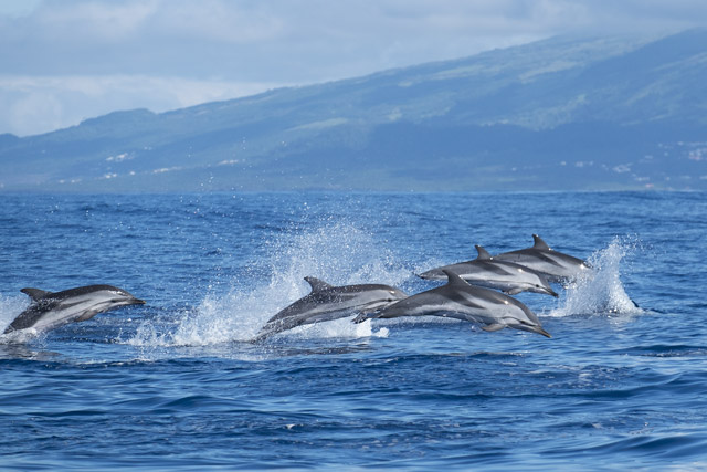 Atlantic striped dolphin pod in the Azores