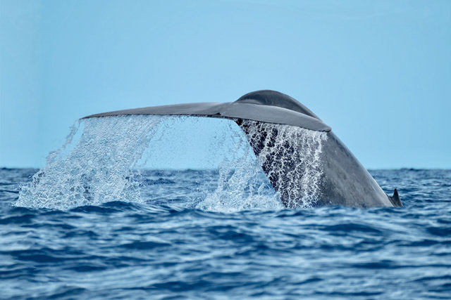 Blue whale in the Azores