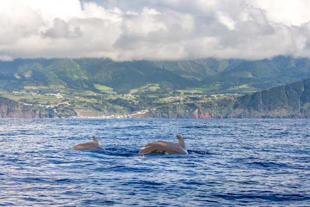 Pilot whale in the Azores