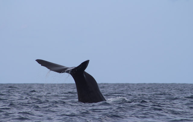 Sperm whale tail in the Azores.