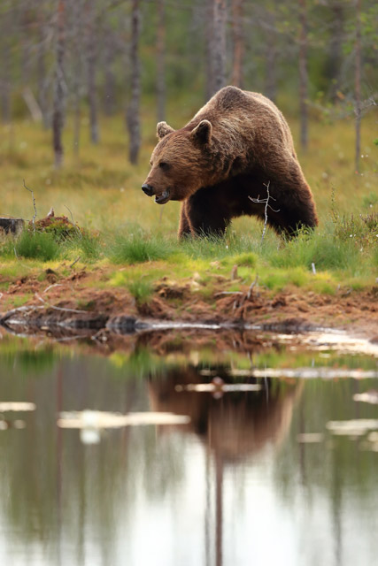 Brown bear's reflection in Northern Finland