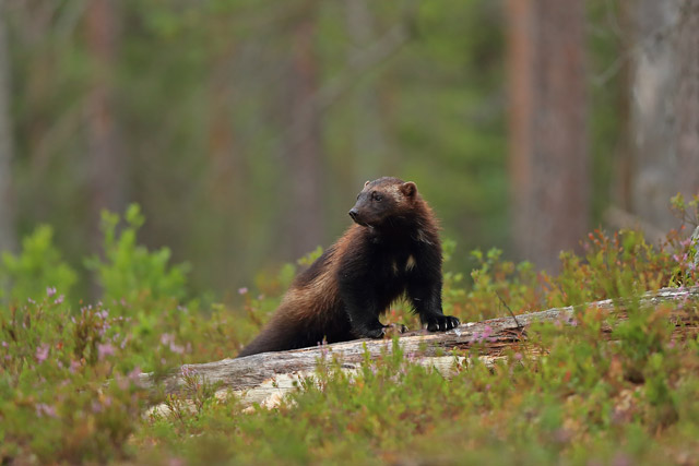 Wolverine in Northern Finland