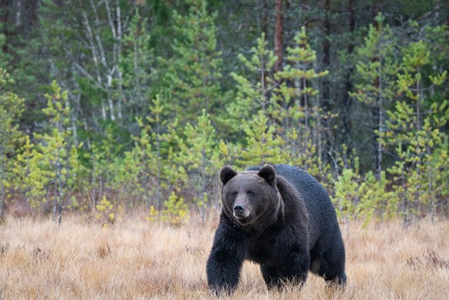 European brown bear in Finland