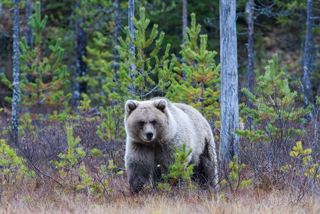 European brown bear in Finland