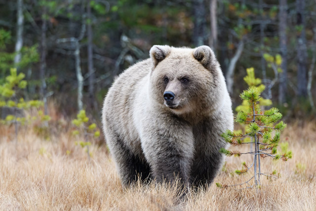 European brown bear in Finland.
