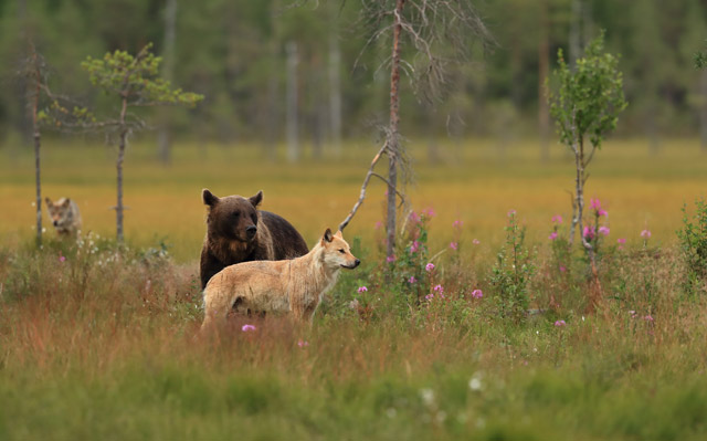 Brown bear and wolf in Kuikka, Finland.