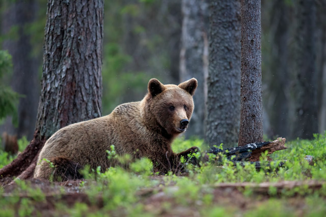 Brown bear in Kuikka, Finland