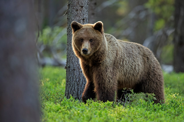 Brown bear in Kuikka, Finland.