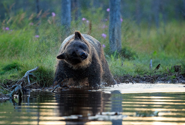 Brown bear in Kuikka, Finland.