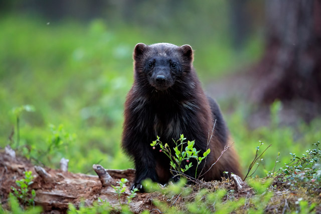 Wolverine in Kuikka, Finland