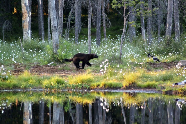 Wolverine in Finland