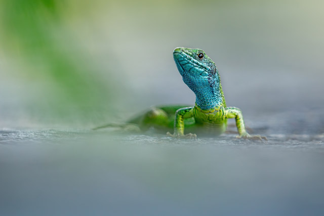 Balkan green lizard in Lake Kerkini.