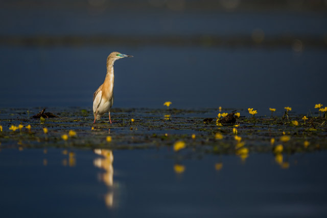 Squacco heron in Lake Kerkini