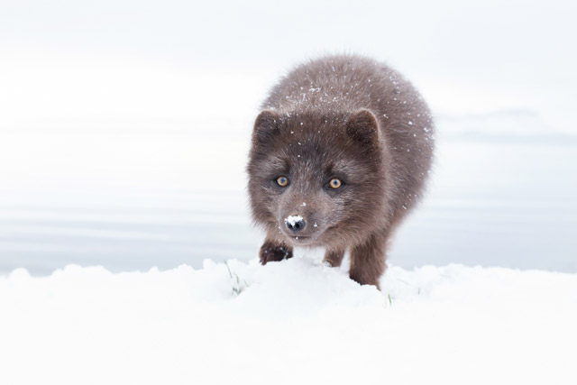 Arctic fox in Iceland